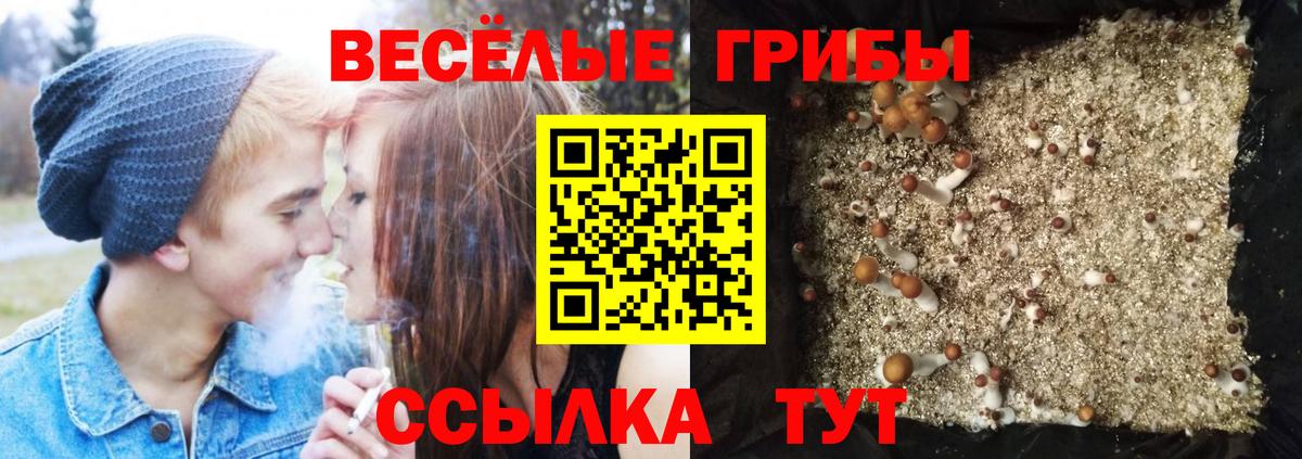 Галлюциногенные грибы Cubensis Удомля